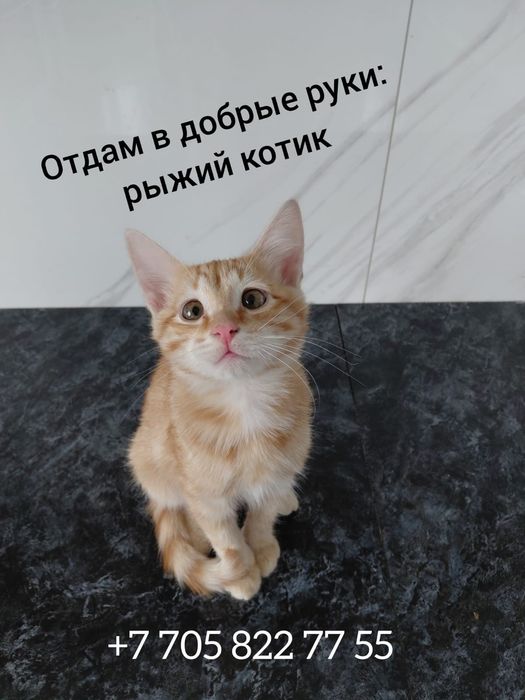 Отдам котят в добрые руки