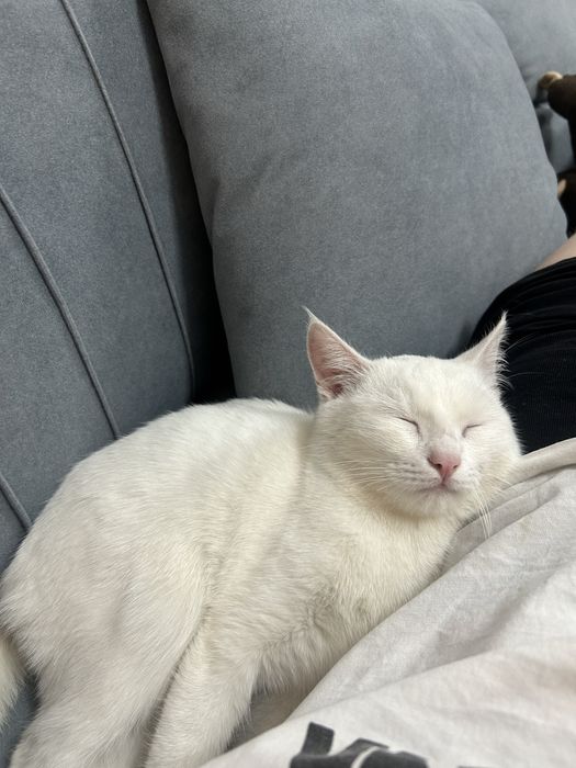 Белый красивый котенок