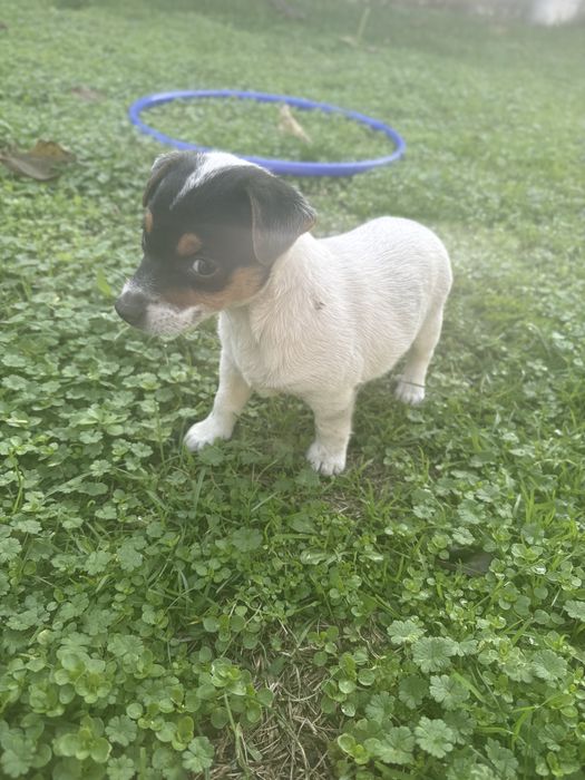 Мини Джак Ръсел женска