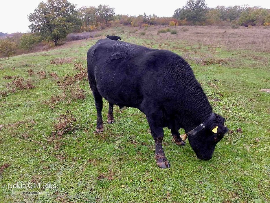 Продавам бик за разплод