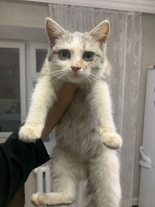 Отдам котенка срочно!