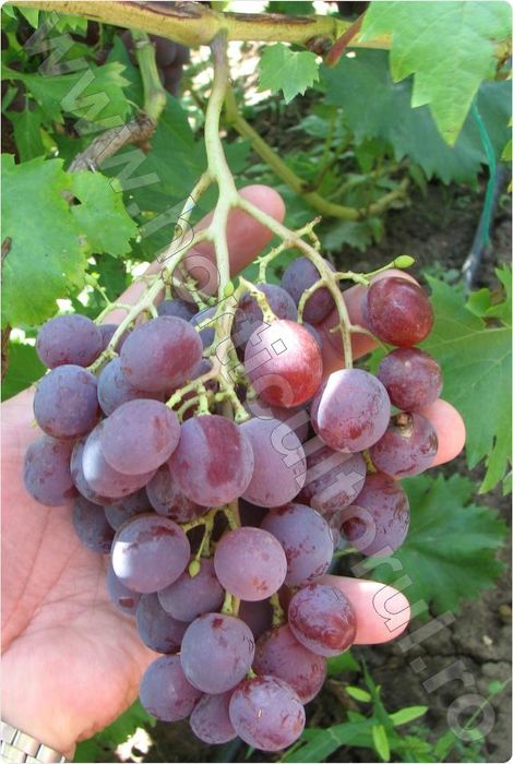 Vita de vie altoita  nobila de masa soiuri roze