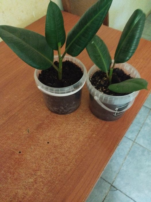 Продам укоренённые отростки фикуса