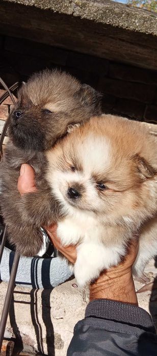 Продавам померан