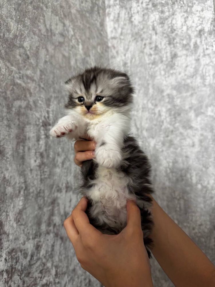 продаётся котята породистые