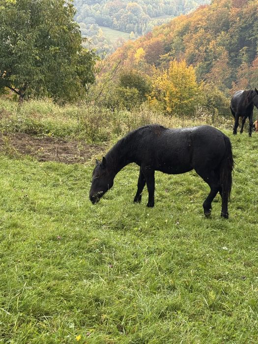 Cai de vânzare  mai multe detali la telefon.