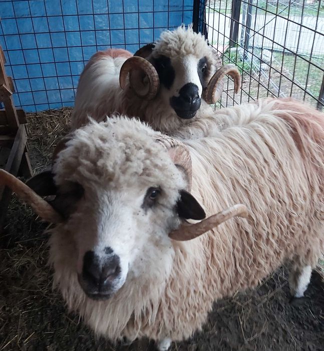 Vand 2 berbeci  miori sau schimb cu capre alpina franceza