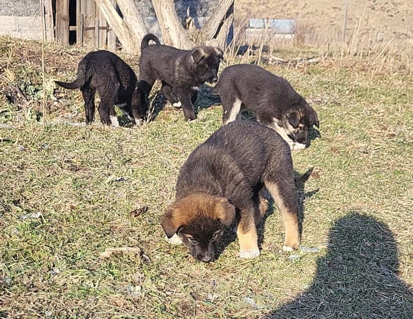 Щенки ищут дом отдам бесплатно