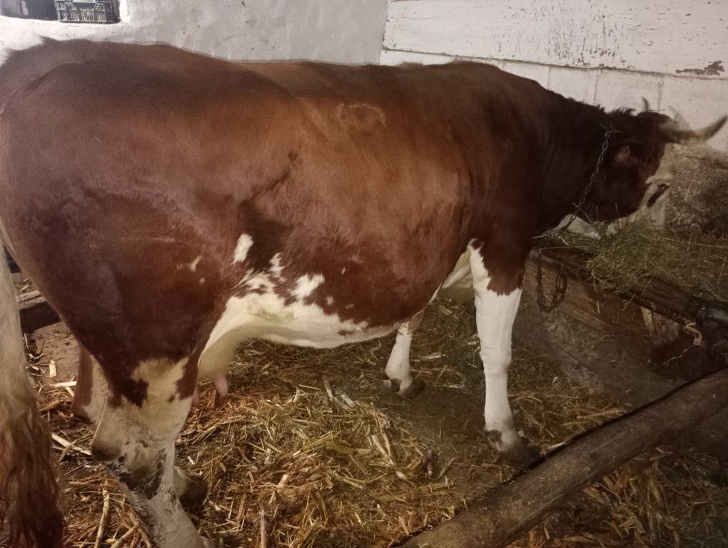 Vaca bălțată romineasca