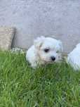 Fetiță bichon maltez