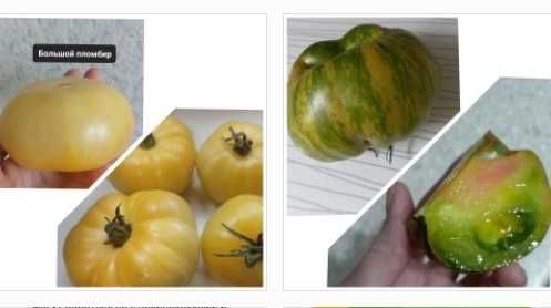 Продам семена томатов