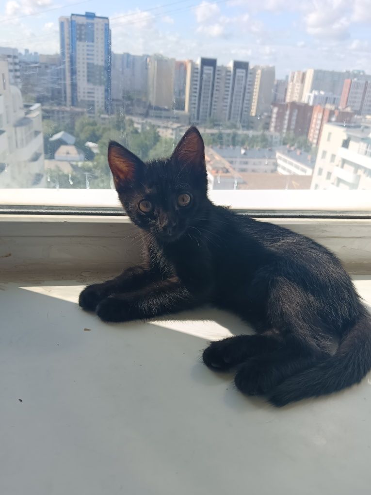 Подарим котёнка!