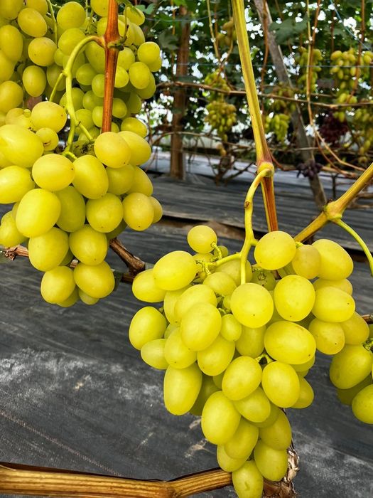 Vita de vie soiul Bananas