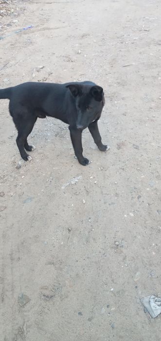 Молодой мальчик Ищет Дом