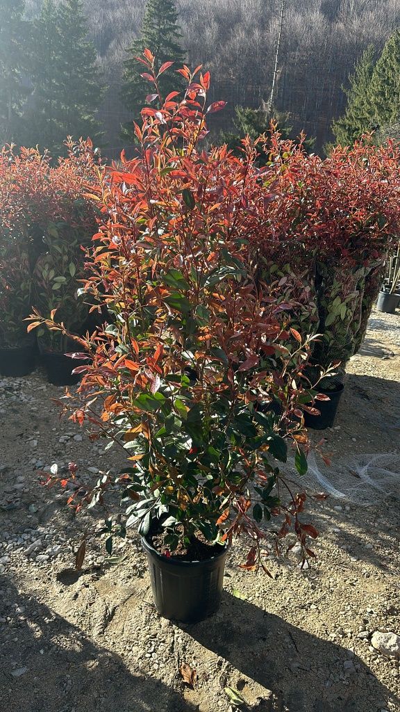 Photinia Red Robin