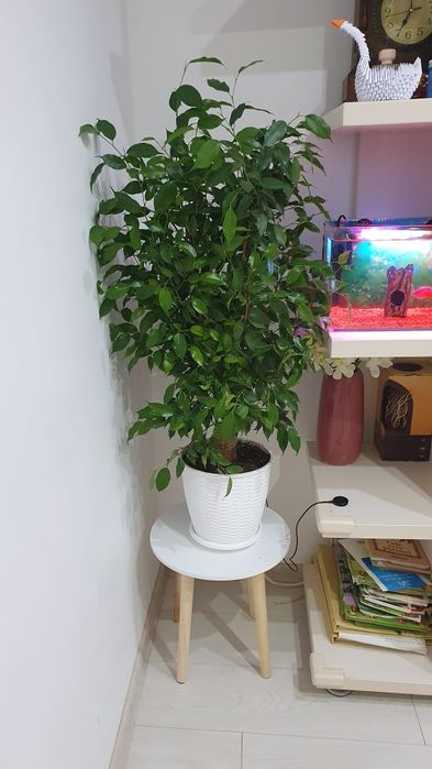 Ficus Benjamina Natasja, in ghiveci