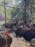 Cocosi rasa Australorp, Wyandotte, matase, Brahma