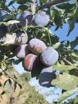 Prune de ce vânzare