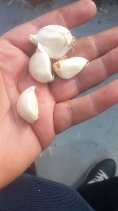 Usturoi de pus în pământ