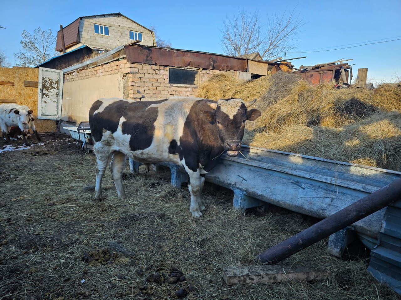 Продам коров быков и телят