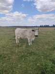 Vaca de vanzare.