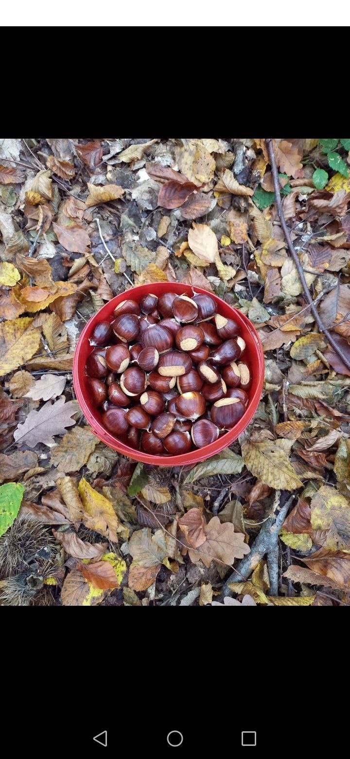 Copăcei castan comestibil