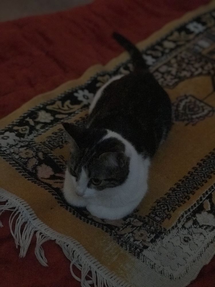 Uy mushuk xadiyaga beriladi