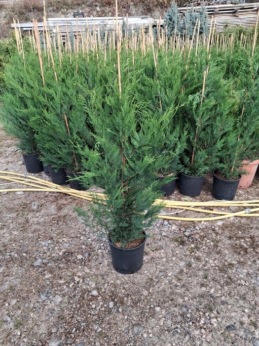 Vând brazi plante ornametale