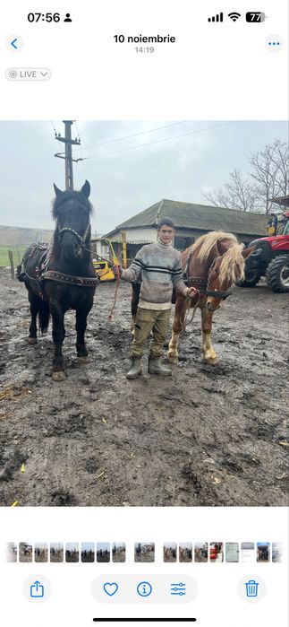 Pereche manji semi greu 2 ani