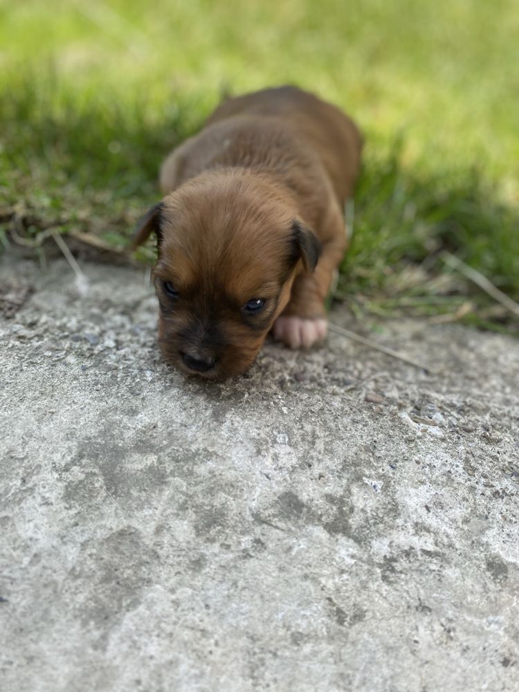 Trei Fetițe Adorabile Caută Cămin Plin de Dragoste În Vârstă De 3 Săpt
