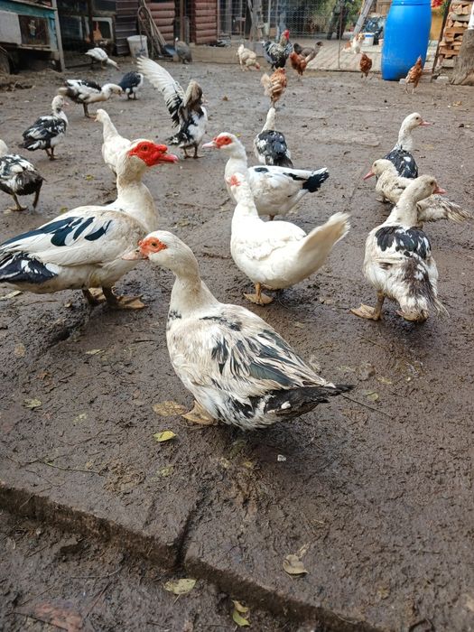 Vând rațe leșești