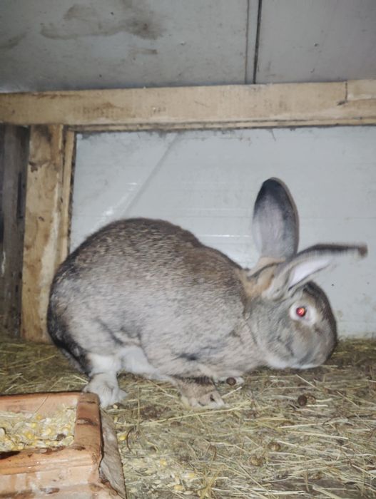 Vând iepuroi urecheați