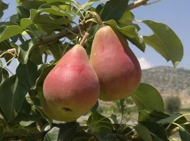 Nok kuchatlar 10dan ortq navlari bor