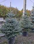 Pom de plantat brad
