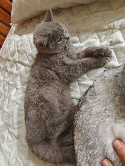 Britan zotli mushuklari