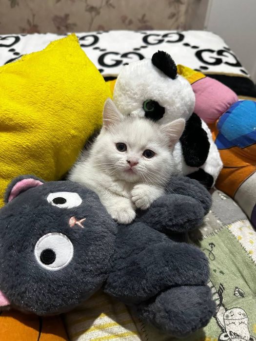 Котята скоттиш фолд , скотиш страйт