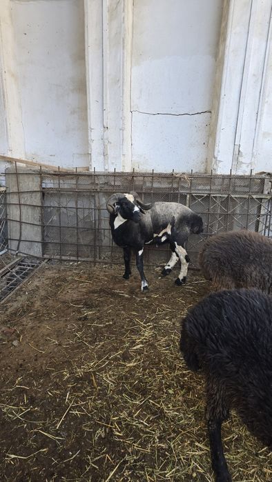 Tqgallar tez va arzon narxda sotiladi