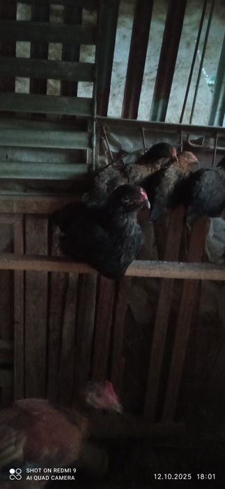 Товуклар ва Хуроз