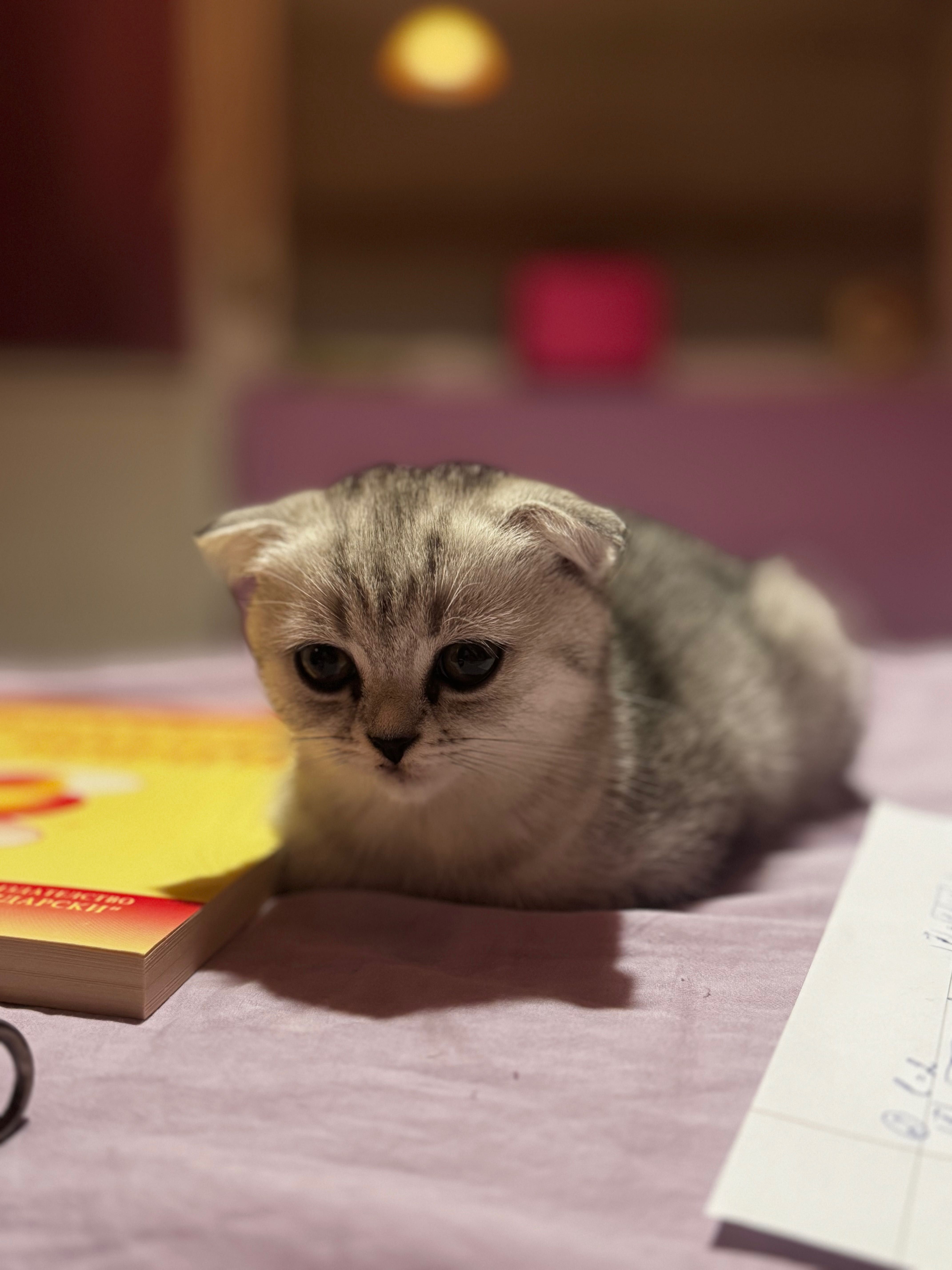Продавам шотландско клепоухо котенце – момиченце