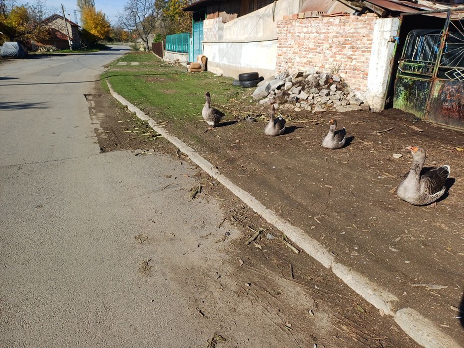 Млади мъжки гъсоци