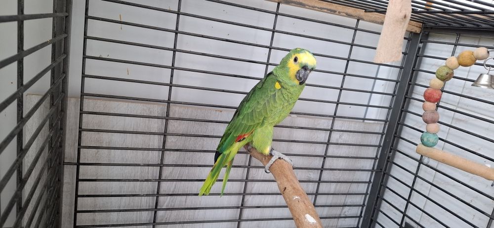 Папагал Синьочела амазона мъжка