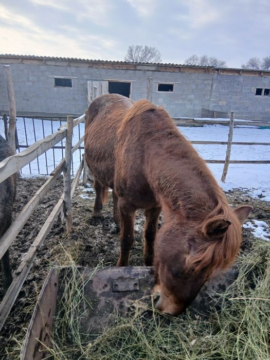 Продам кобылу на откорме