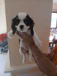 Cavalier king Charles spaniel