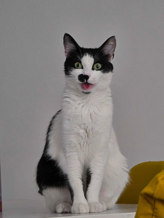 Donez pisica rasa Europeană