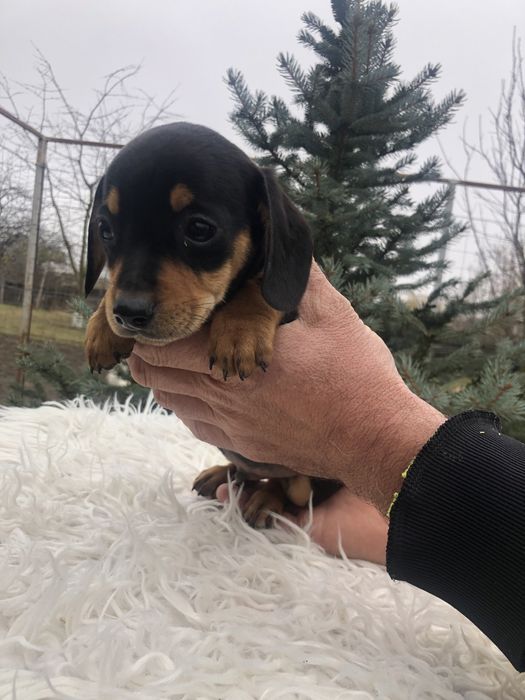 “Cătel teckel”….