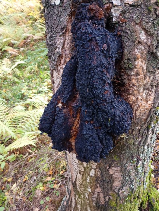 Vând chaga ciuperca care vindecă cancerul