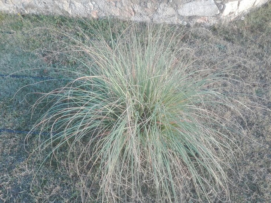 Кортадерия Пампаска трева окоренене