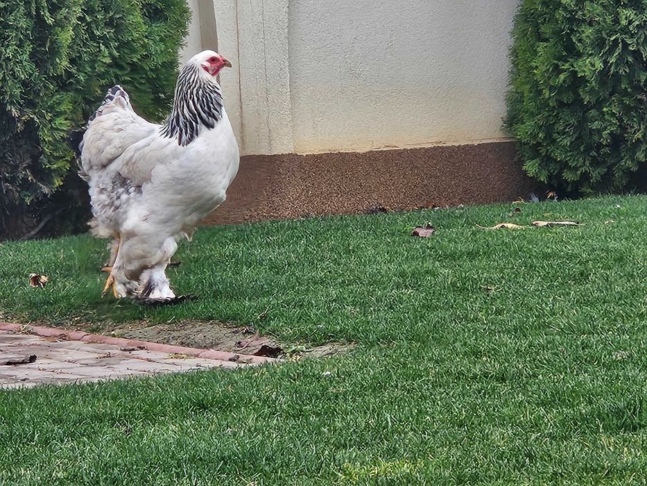 Gainu Barahma hd de vanzare