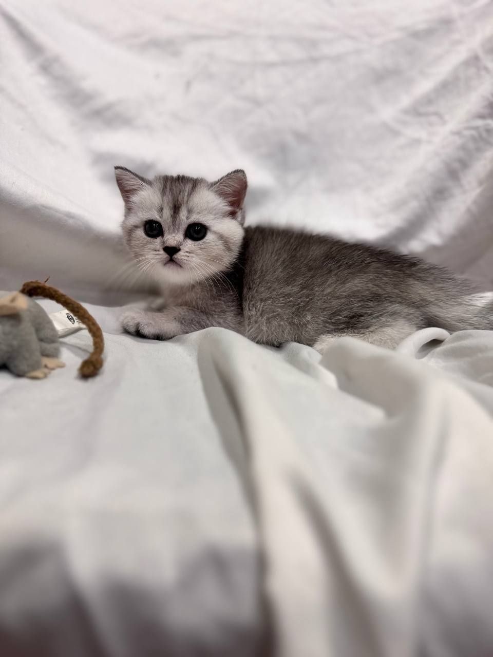скоттиш страйт серебристая шиншилла