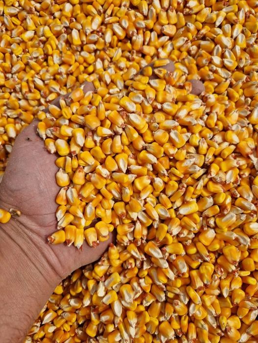 Vand porumb , grau  productia 2025 super calitate